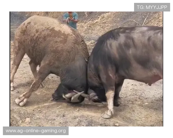 真人斗牛下载平台免费试玩版上线，零门槛体验真实刺激的斗牛对决
